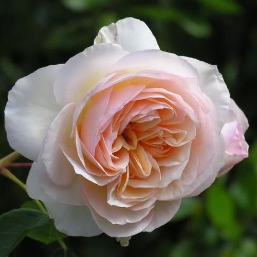 Apricot-cremeweiß - englische rosen